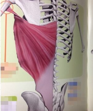 ストリームラインで腕が上がらない…広背筋をゆるめたら一気に変わった中高年の水泳レッスン｜岡崎市の整体×運動指導